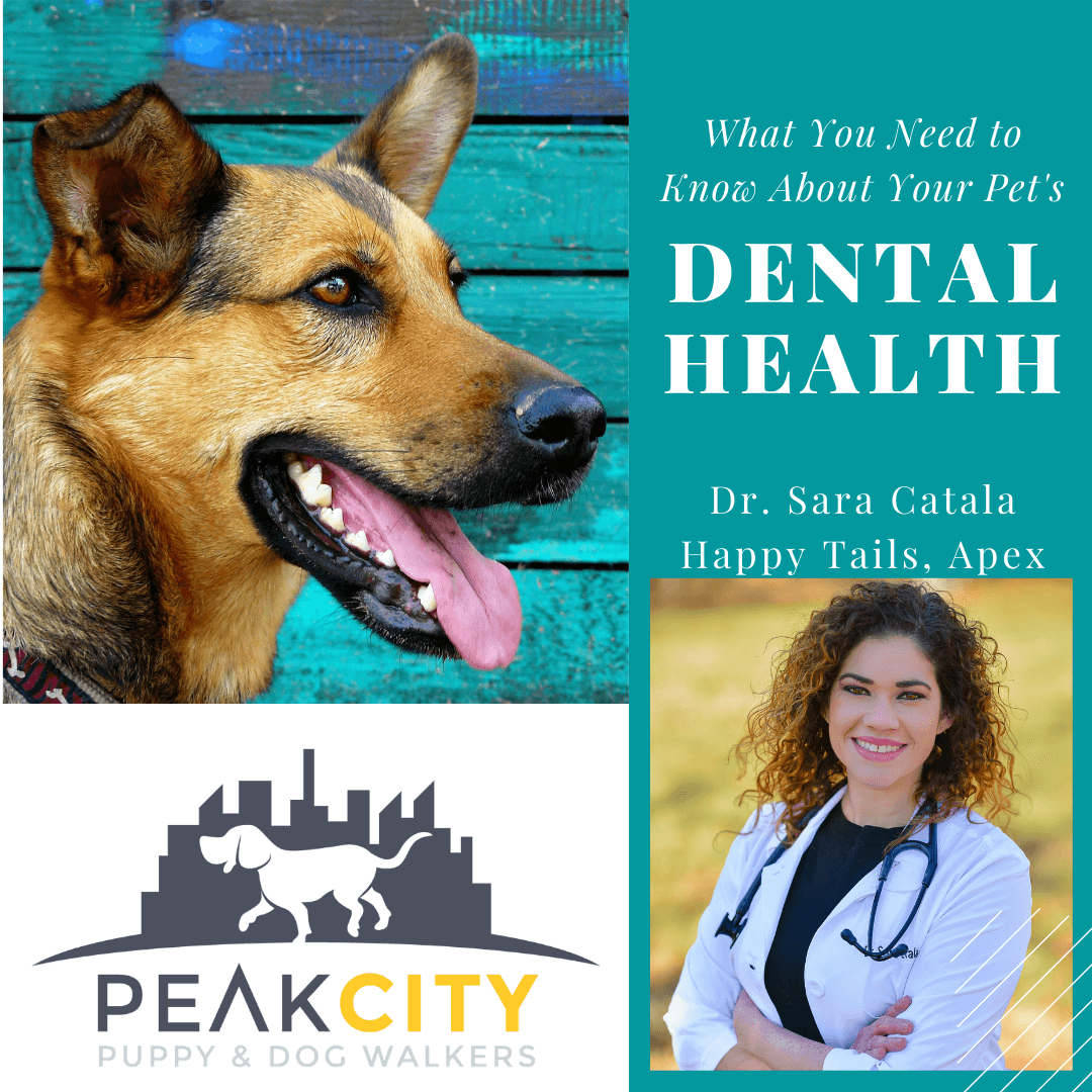 Should I Brush My Dog's Teeth? What Every Pet Owner Should Know About