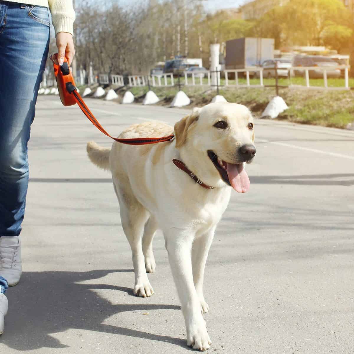 Raleigh Professional Dog Walker and Pet Sitters! Peak City Puppy