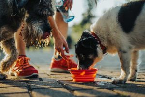 Top 10 Dog Walking Safety Tips
