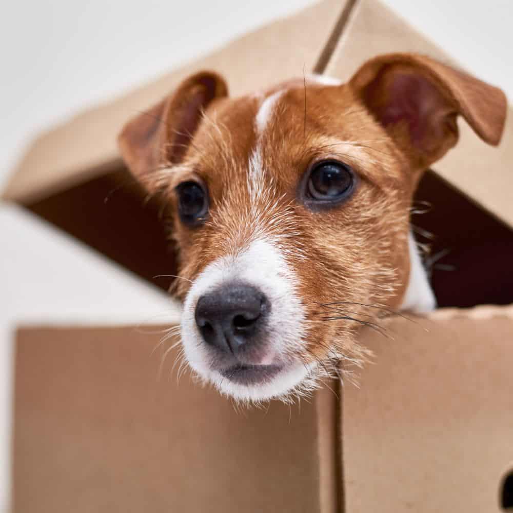 Services-page-Dog-in-Box
