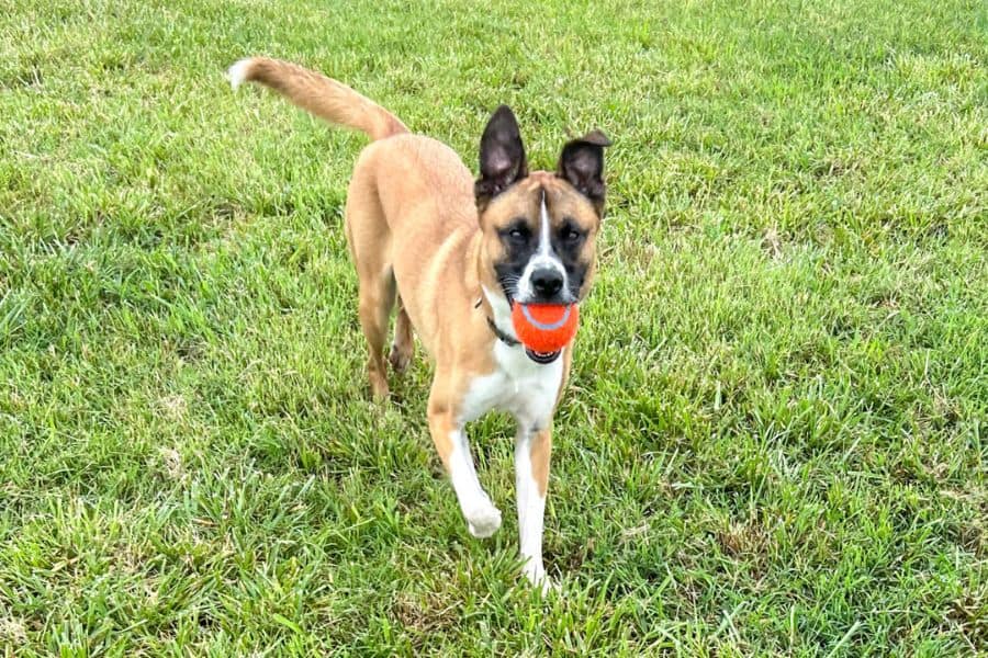 The-Best-Dog-Toys-on-the-Market-Dog-With-Red-Ball