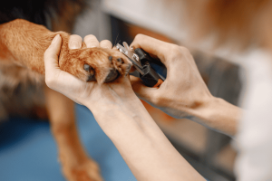 Tips on How to Clip a Dog's Nails
