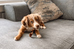 Addressing 5 Early Puppy Behaviors Before They Become Habits