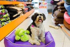 Dog-on-purple-cushion-in-store-blog-where-to-shop