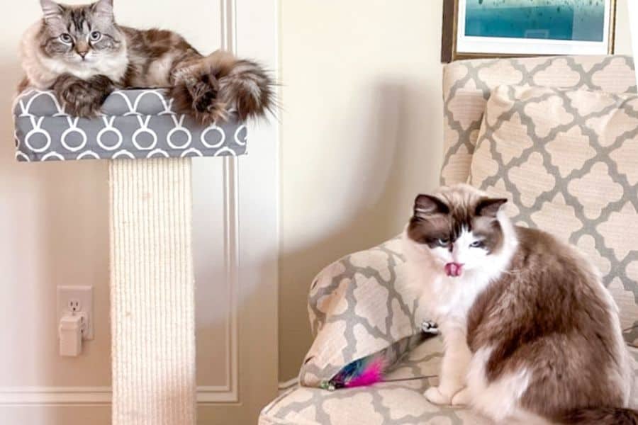 6 Things to Know Before Adopting a Ragdoll Cat