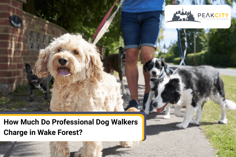 How Much Do Dog Walkers Charge in Wake Forest? | Peak City Puppy
