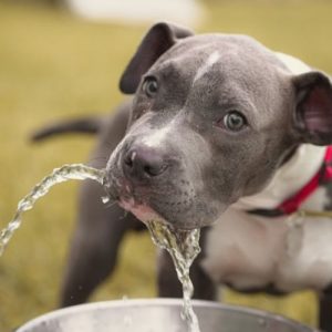Dog drinking water on a hot day (1)