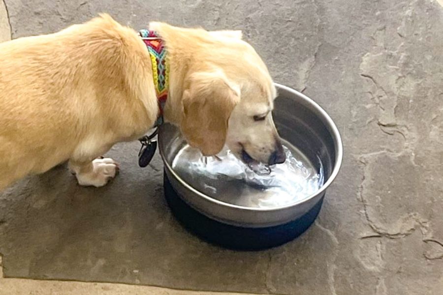 dog drinking water out of bowl on a hot day