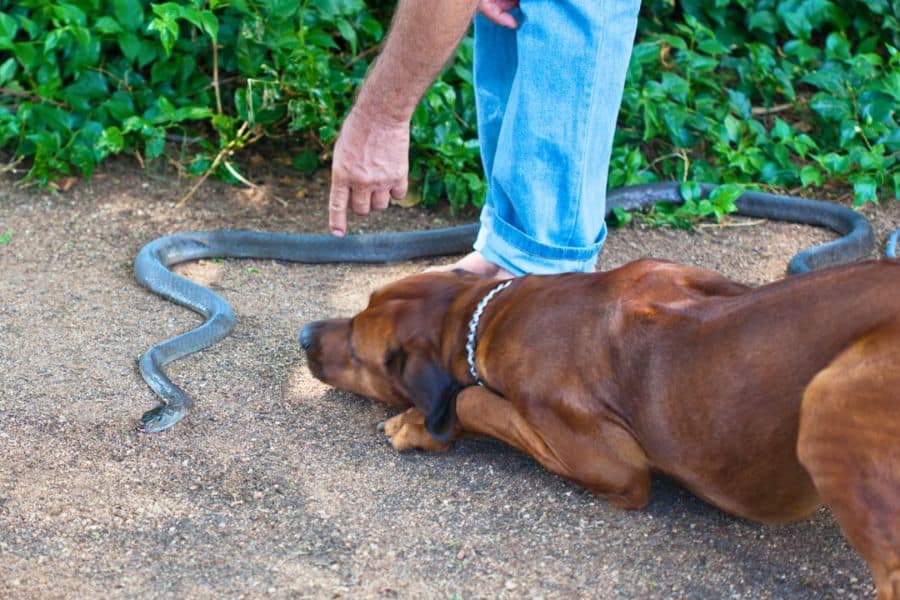 Brown dog laying down on grown next to snake