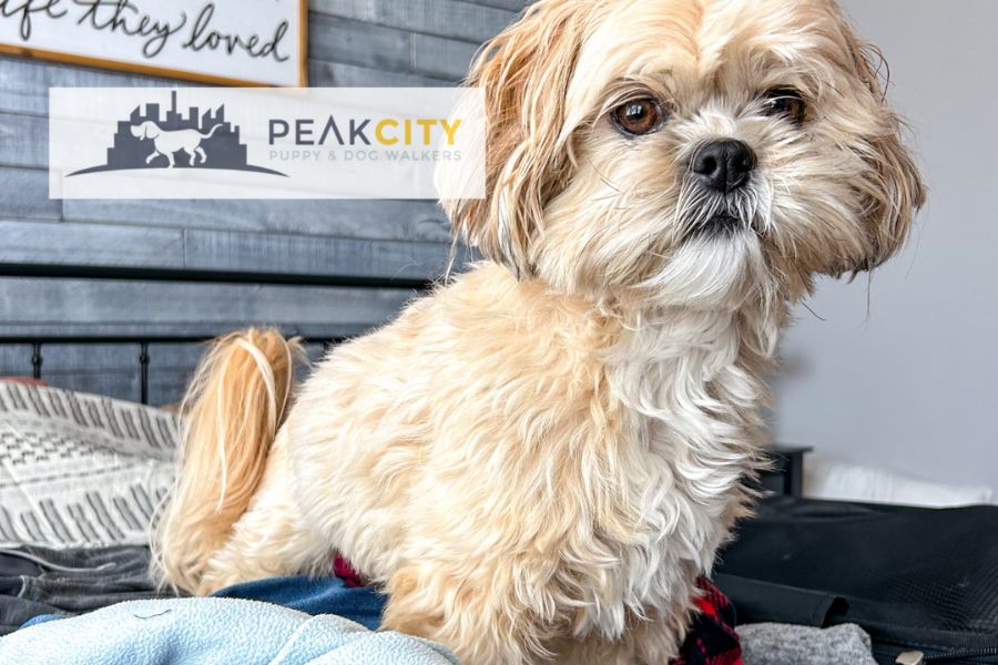 5 Helpful Tips and Tricks for Traveling with Your Dog