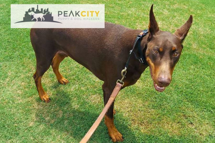 Breed Spotlight: Doberman—Energetic, Smart, and Loving