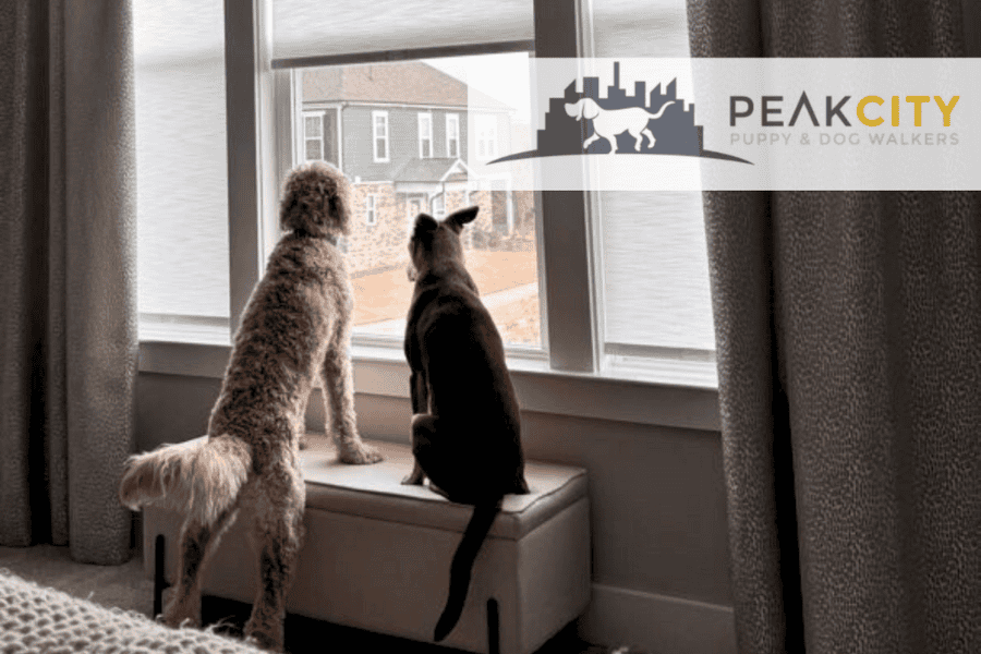 Back to School Signs Your Dog is Struggling to Adjust and How to Help Them