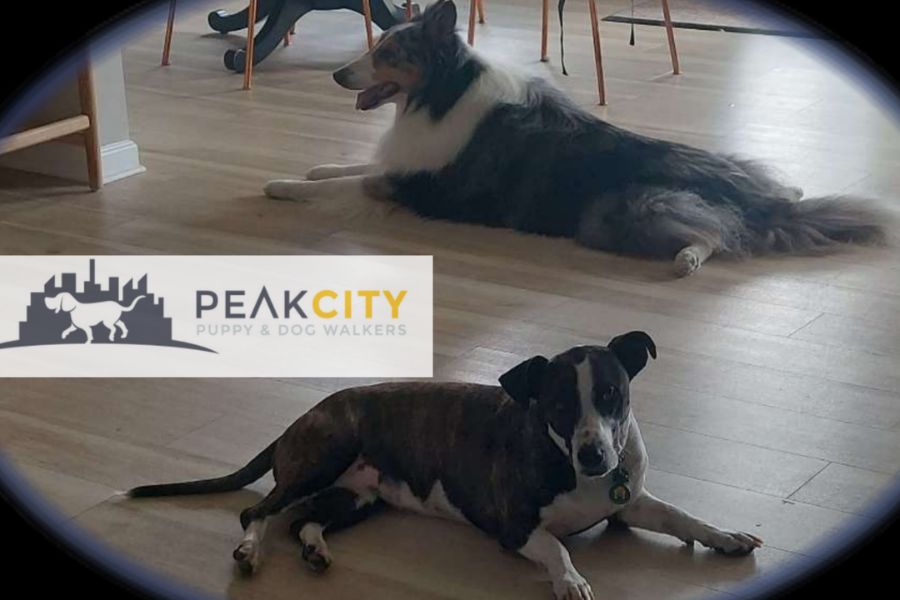 Best Pet Cameras for your Home Main Blog Photo