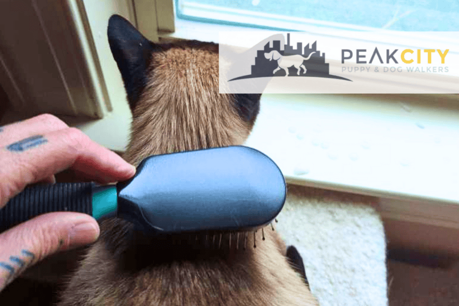 Ways to Prevent Shedding in Your Home and On Your Clothes
