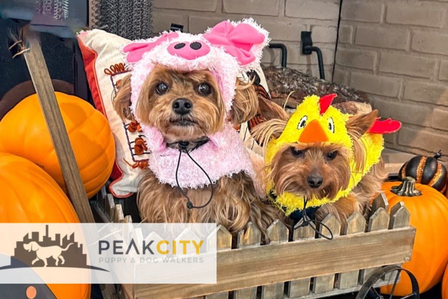 8 Hilarious and Adorable Halloween Costumes for Dogs and Cats