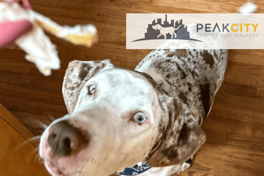 Can My Dog Eat Thanksgiving Dinner What’s Safe to Share and What’s Not Safe