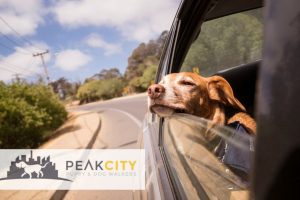 Holiday Pet Travel Made Easy: How to Prepare For a Safe and Happy Trip