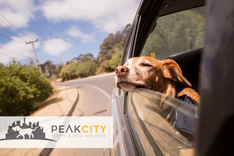 Holiday Pet Travel Made Easy: How to Prepare For a Safe and Happy Trip