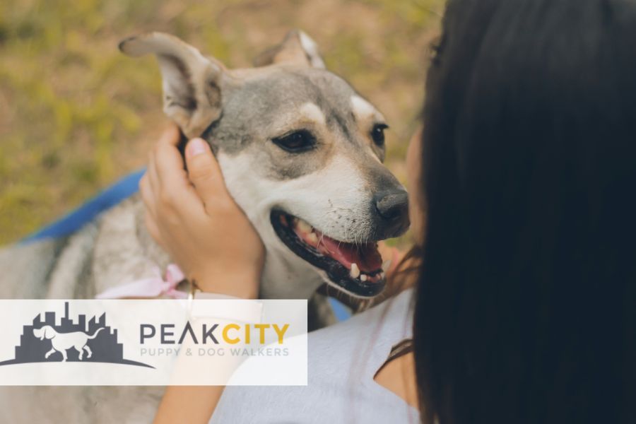 Wake Forest Pet Sitter Main Blog Photo