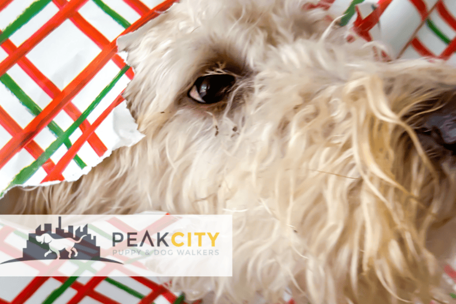 Amazon Holiday Gifts Your Pet Will Adore