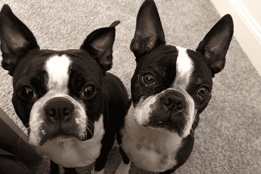 Breed Spotlight: Boston Terriers are Wicked Awesome