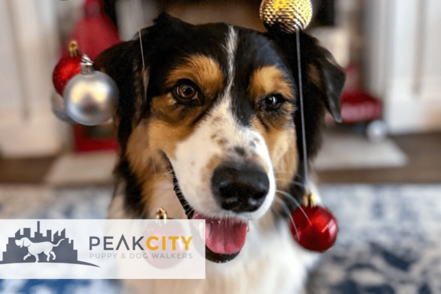 How to Maintain Your Pets’ Routine During the December Rush