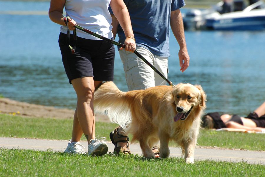 Daily Dog Walks Are More Than Just Exercise