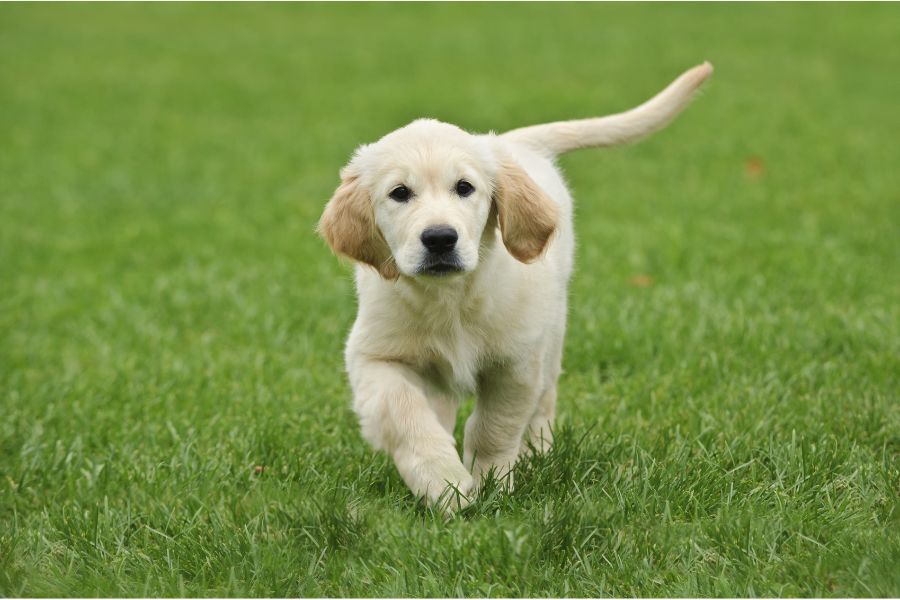 Golden Retrievers: The Perfect Family Dogs