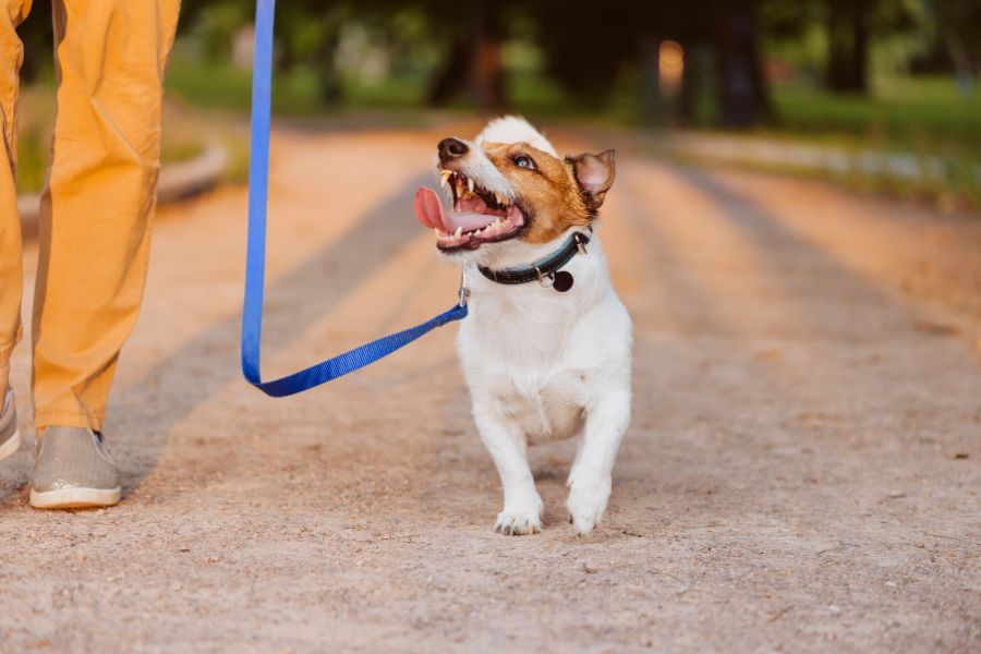 How Regular Dog Walking Can Reduce Anxiety and Destructive Behavior