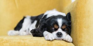 Is Your Dog Bored at Home All Day? Signs You Might Be Missing