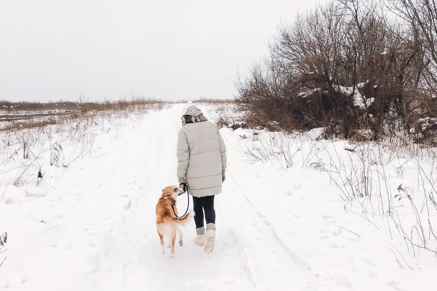 Cold Weather Walks: Why Your Dog Still Needs Them