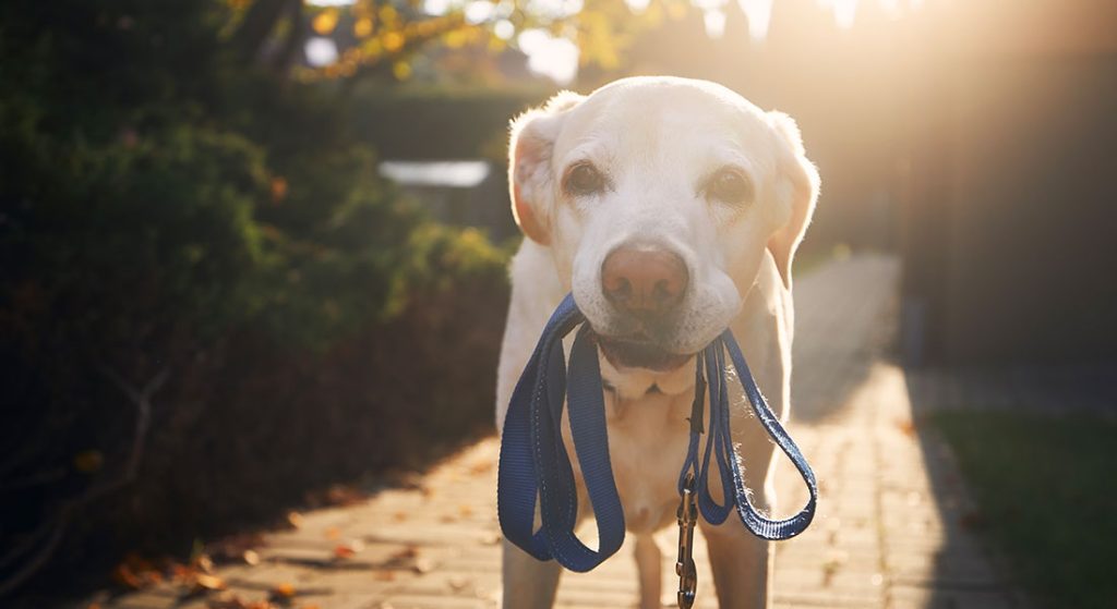 Professional Dog Walker vs. Asking a Neighbor—What’s the Difference?