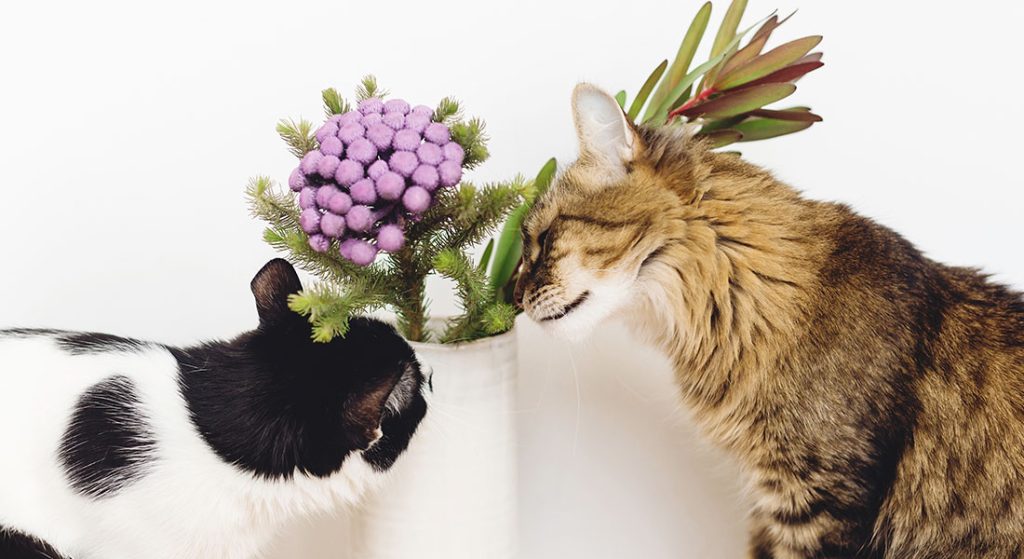 The Hidden Dangers of Common Houseplants