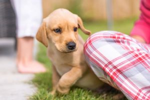The New Dog Owner's Checklist (Everything You Need Before Bringing Your Pup Home!)