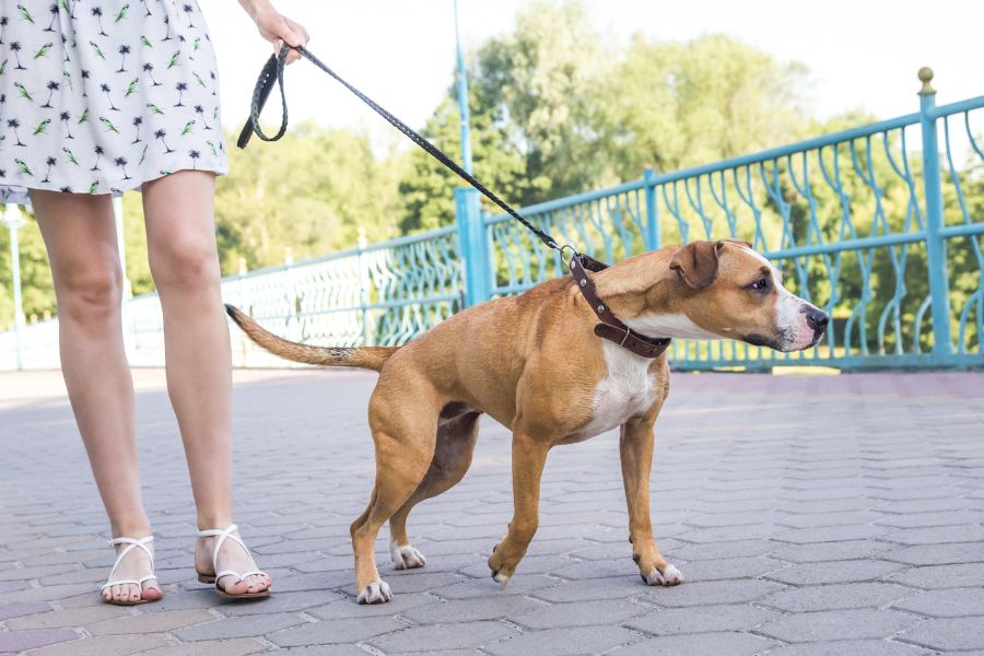 What to Do If Your Dog Pulls, Lunges, or Zigzags on Walks