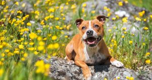 Why Mental Stimulation Is Just as Important as Exercise