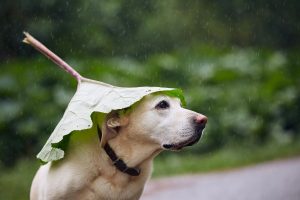 Rainy Day Dog Walks Tips for Staying Active