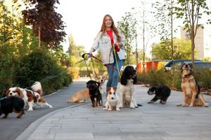 What to Look for in a Professional Dog Walker