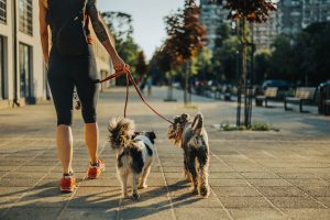 Why Summer Walks Can Be Dangerous