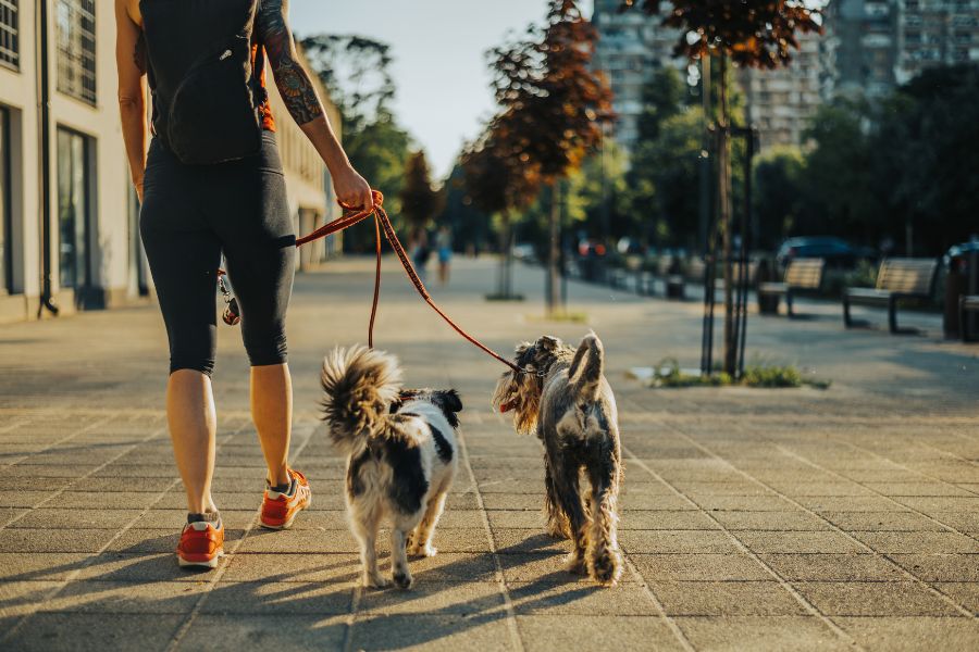 Why Summer Walks Can Be Dangerous