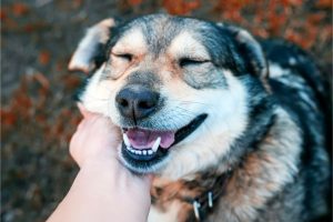 How to Help Your Dog with Separation Anxiety