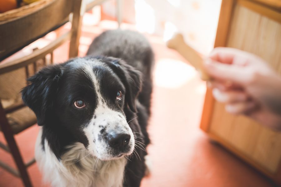 How to Prepare Your Dog for a Pet Sitter