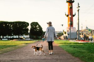 Is It Too Hot To Walk My Dog