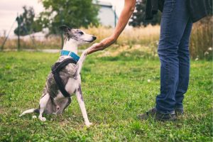 Peak City Puppy: Wake County’s Choice for Pet Care
