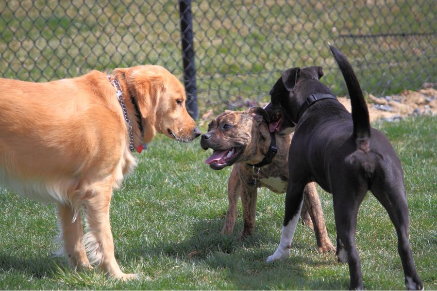 Tips for Socializing Your Dog