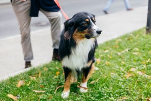 General Tips for Walking Your Dog
