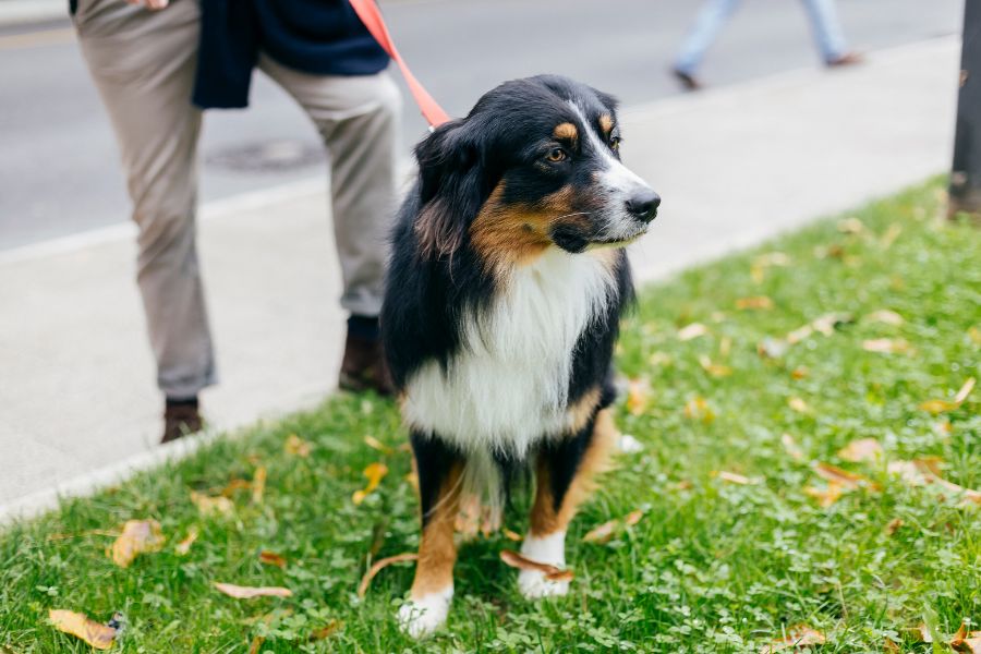 General Tips for Walking Your Dog