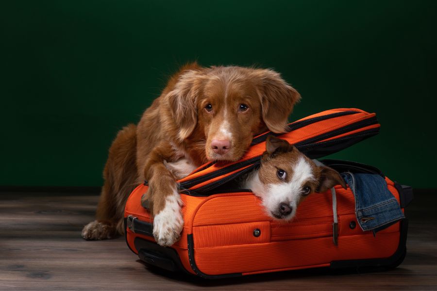 Preparing Your Pet Before You Leave Town