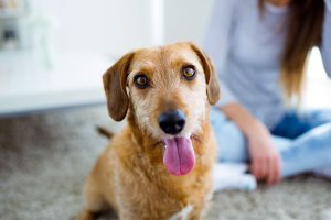 A Day in the Life of a In Home Dog Boarder
