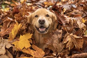 Fall Fun for Fur Babies